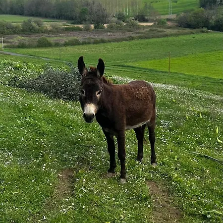 Domaine De Lorette Σπίτι διακοπών Fosses-et-Baleyssac